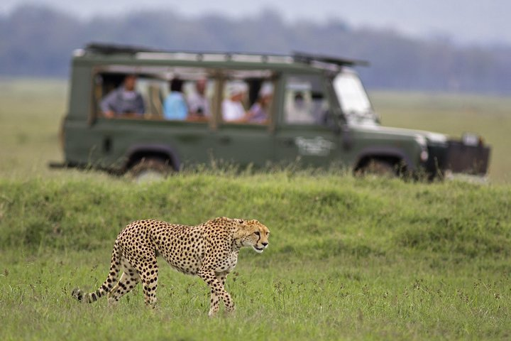 Big Five Safari - Sunset Half Day Tour (Private Transportation) - Photo 1 of 8